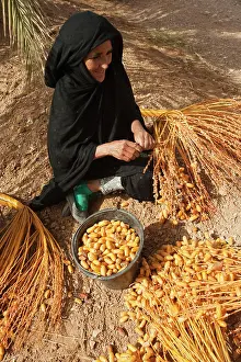 Stalks: Morocco - A woman picks off the harvested dates