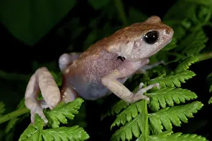 Michele Menegon: Morogoro Tree Toad