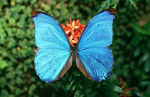 Shading: MORPHO amatonte Butterfly - blue shading, wings in full view