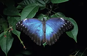 Peleides: The morpho butterfly