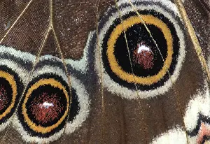Designs: Morpho butterfly detail