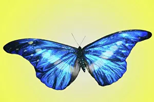 Enhanced: Morpho Butterfly