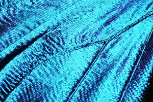 Morpho: Morpho Butterfly - close-up of scales