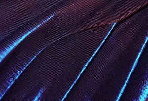 Morpho: Morpho Butterfly - the color of its wings depend