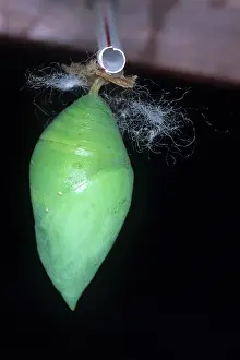 Metamorphosis: Morpho Chrysalis