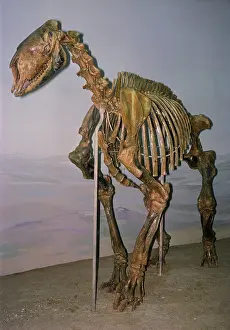 Extinct: Morpus Fossil - mammal