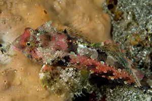 Sandar: Morrison's Dragonet on coral