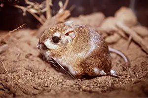 Rats: MORRO BAY KANGAROO RAT - close-up