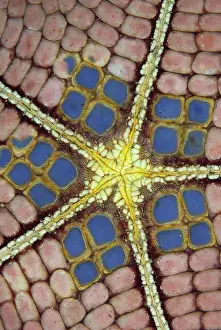 Mosaic: Mosaic Cushion Star ~ Underside