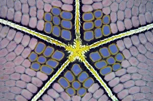 Mosaic: Mosaic Cushion Star ~ Underside