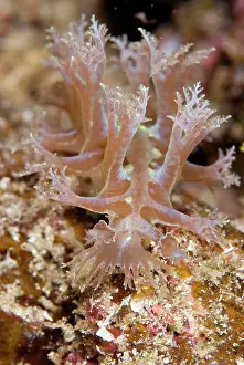 Appendage: Mosaic Nudibranch