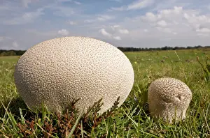 Heathy: Mosaic Puffball - on heathy grassland