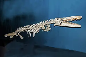 Tylosaurus: Mosasaur