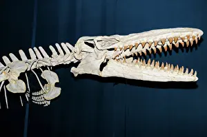 Tylosaurus: Mosasaur