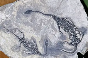 Triassic: Mosasaur Aquatic Lizard Fossil - Triassic period