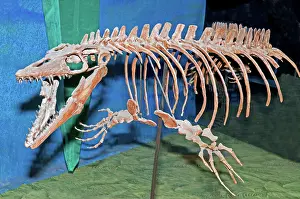 Mosasaur: Mosasaur Fossil