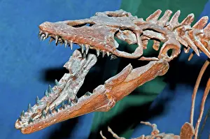 Mosasaur: Mosasaur Fossil