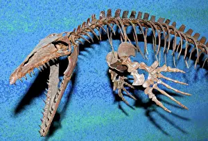 Mosasaur: Mosasaur Fossil