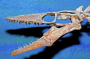 Mosasaur: Mosasaur Fossil