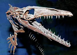 Mosasaur: Mosasaur Fossil
