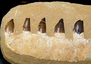 Mosasaur: Mosasaur Jaw Fossil