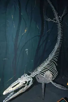 Palaeontology: Mosasaur Skeleton