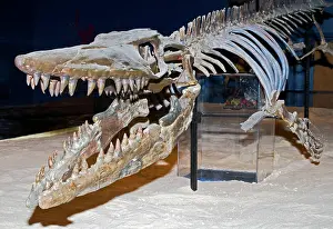 Mosasaur: Mosasaur Skeleton