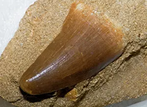 Mosasaur: Mosasaur Tooth Fossil