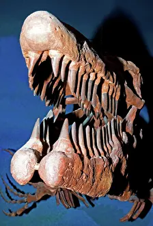 Tylosaurus: Mosasaur Tylosaurus Proiger