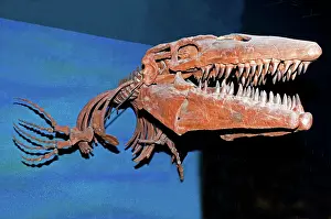 Tylosaurus: Mosasaur Tylosaurus Proiger