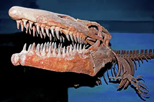 Tylosaurus: Mosasaur Tylosaurus Proiger