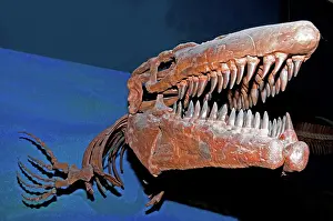 Tylosaurus: Mosasaur Tylosaurus Proiger