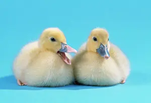 Muscovy: Moscovy Duck - ducklings, one quacking