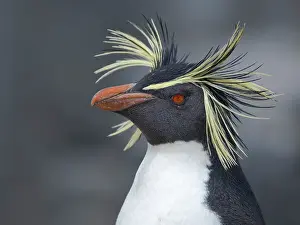 Southern Hemisphere: Moseley's penguin also called Northern Rockhopper penguin on