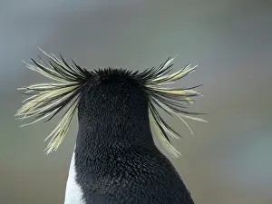 Southern Hemisphere: Moseley's penguin also called Northern Rockhopper penguin on
