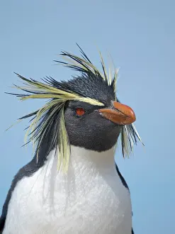 Storm: Moseley's penguin also called Northern Rockhopper penguin on