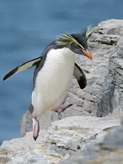 Southern Hemisphere: Moseley's penguin also called Northern Rockhopper penguin on
