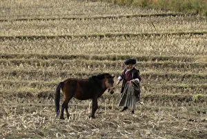 Mosha: Moso woman and her horse in a field Yunnan China
