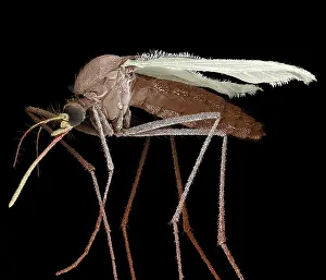 Pipiens: Mosquito