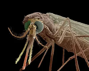 Mosquito: Mosquito