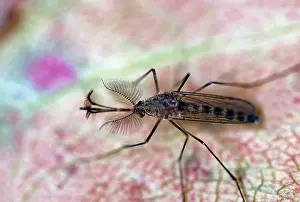 Mosquito: Mosquito