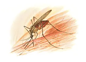 Mosquito: Mosquito