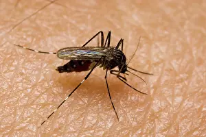 Suck: Mosquito