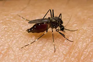 Proboscis: Mosquito