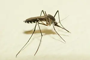 Mosquito: Mosquito