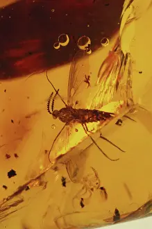 Mosquito: Mosquito in Amber