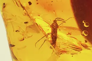 Fossilized: Mosquito in Amber