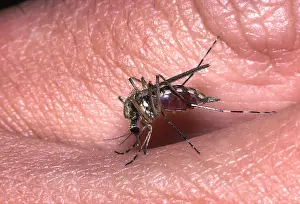 Biting: MOSQUITO BITING