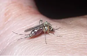 Biting: MOSQUITO - biting
