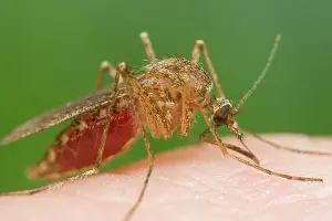 Mosquitos: Mosquito - Biting and sucking blood from human